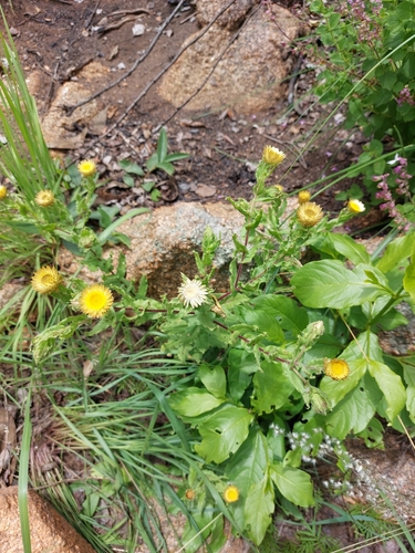 Image of Helichrysum setosum by (c) Manuel R Popp, some rights reserved (CC BY)