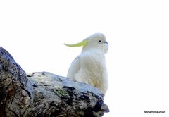 Cacatua galerita