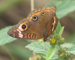 Junonia neildi