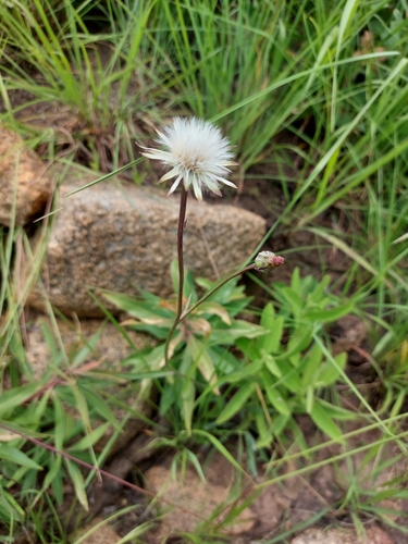 Grassveld Sowthistle (Sonchus dregeanus)