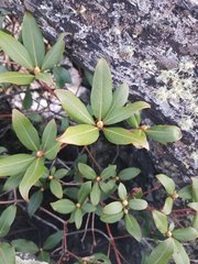 Rhododendron smokianum