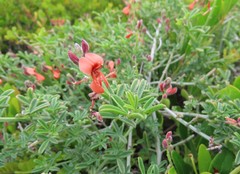 Indigofera candicans