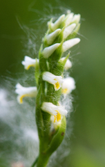 Spiranthes lucida