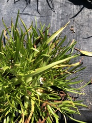 Plagiobothrys figuratus