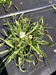 Plagiobothrys figuratus