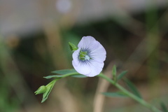 Linaceae