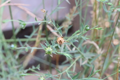 Linaceae