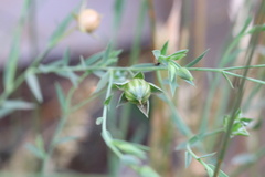 Linaceae
