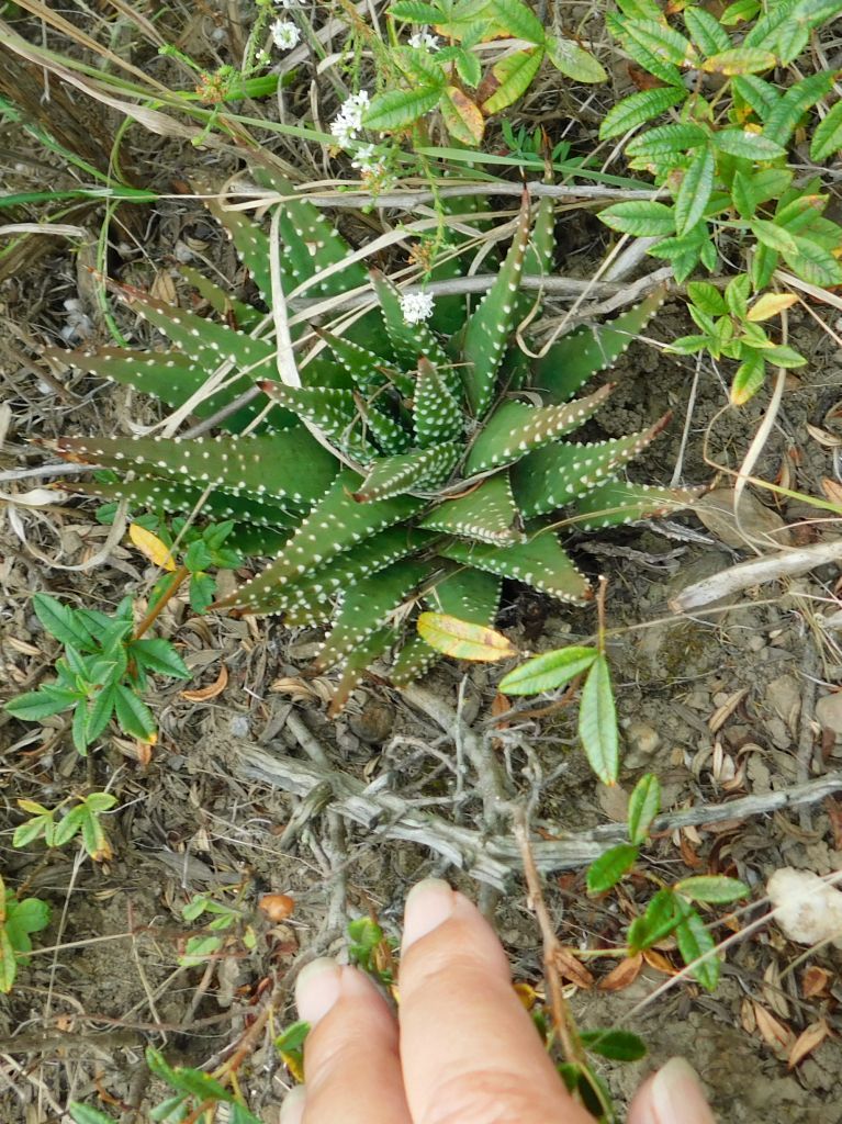 Tulista opalina (M.Hayashi) Breuer 2