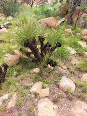 Xerophyta retinervis