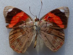 Diaethria pandama