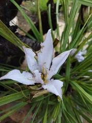 Xerophyta retinervis