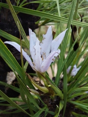 Xerophyta retinervis