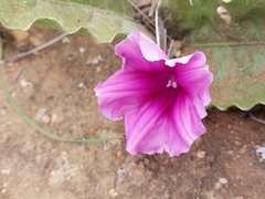 Ipomoea ommanneyi