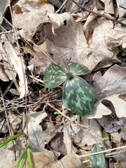Trillium recurvatum