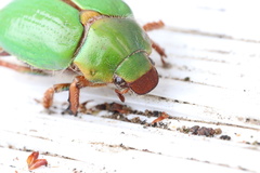 Brachysternus prasinus