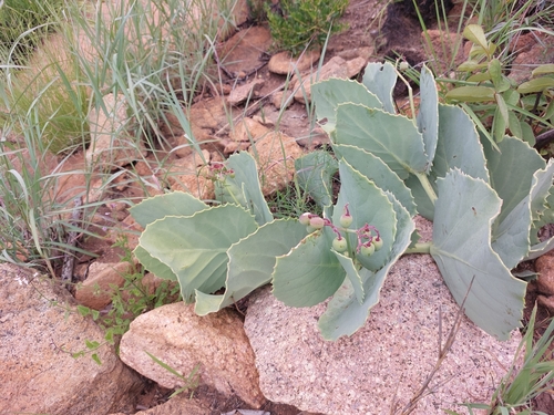 Cabbage Grape (Cyphostemma oleraceum)