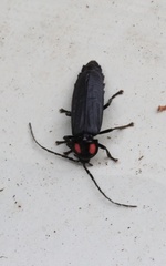 Pyractonema