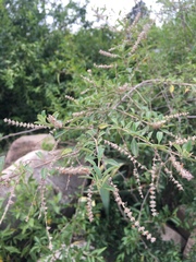 Aloysia gratissima
