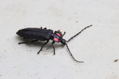 Pyractonema