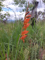 Gladiolus dalenii