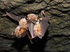Rhinolophus cornutus