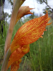 Gladiolus dalenii