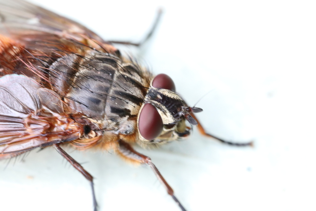 Pelycops darwini