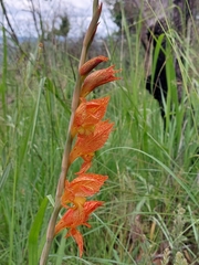 Gladiolus dalenii