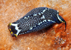 Biuve fulvipunctata