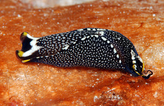 Biuve fulvipunctata