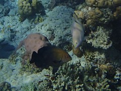 Hemiglyphidodon plagiometopon