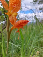 Gladiolus dalenii