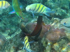 Labracinus cyclophthalmus