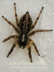 Leptofreya