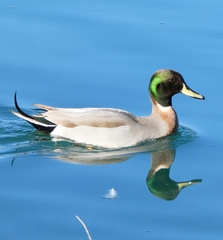 Anas platyrhynchos × acuta