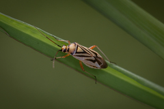 Stenotus transvaalensis