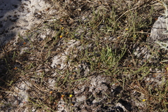 Aspalathus retroflexa retroflexa