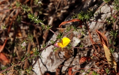 Aspalathus retroflexa retroflexa