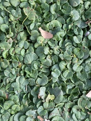 Dichondra micrantha
