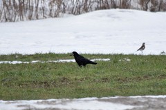 Corvus frugilegus