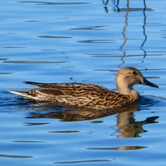 Anas platyrhynchos × acuta