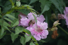 Hesperiidae