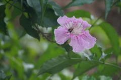 Hesperiidae