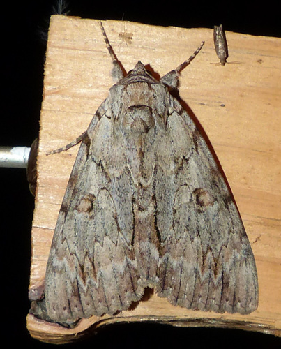 Youthful Underwing photo 3