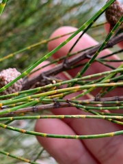 Allocasuarina rigida rigida