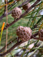Allocasuarina rigida rigida
