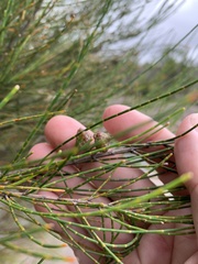 Allocasuarina rigida rigida