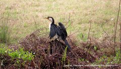 Microcarbo melanoleucos