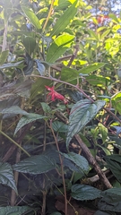 Centropogon costaricae